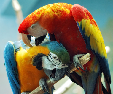 Kiebige Papageien